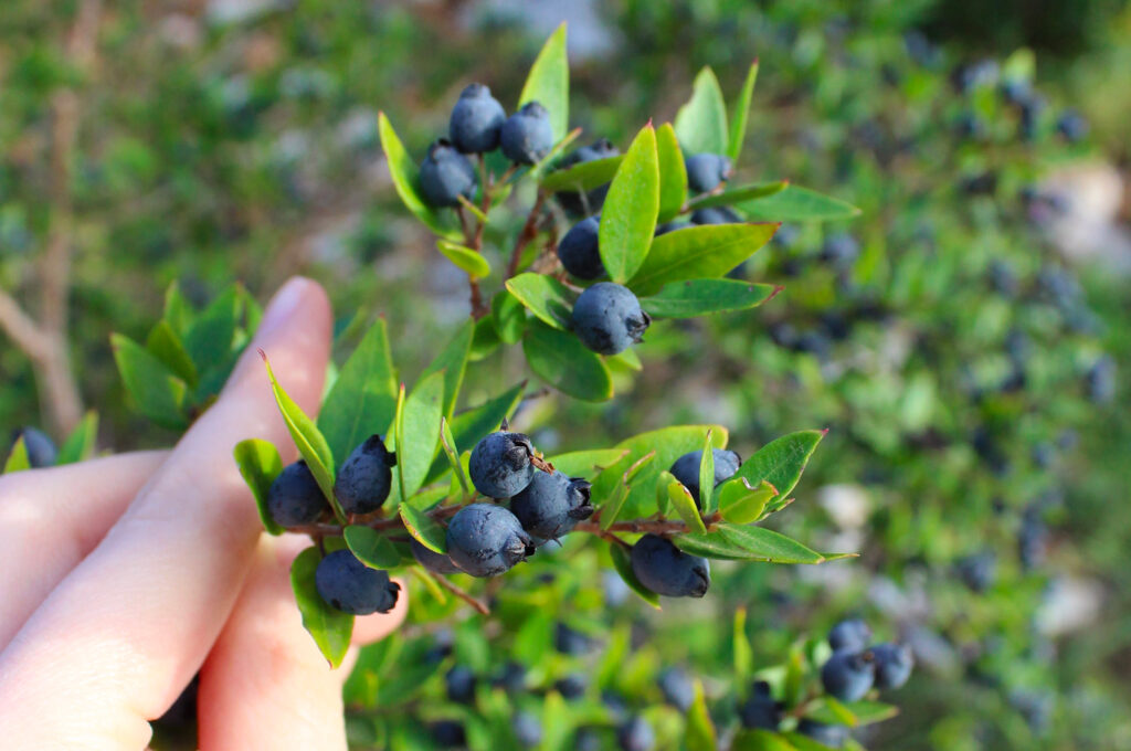 Bacca di Mirto Marchese Di Gallura